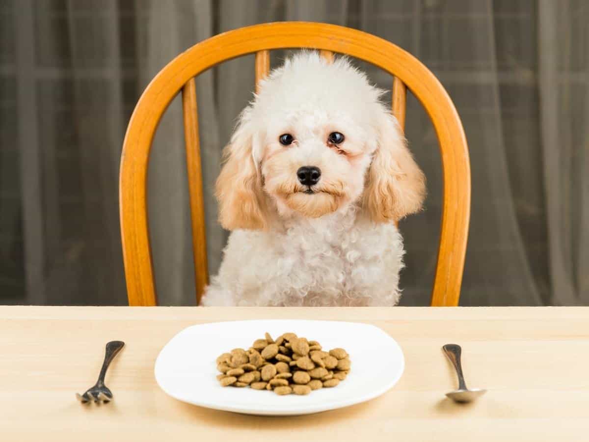 Poodle Not Eating Staring at its Food