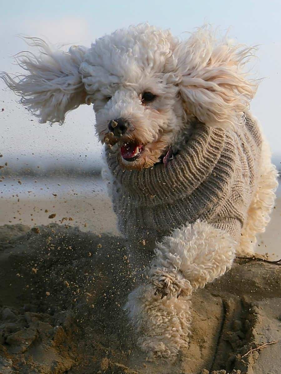 Poodle Running. Healthy Poodle. Poodle Diet and Meal Plan.