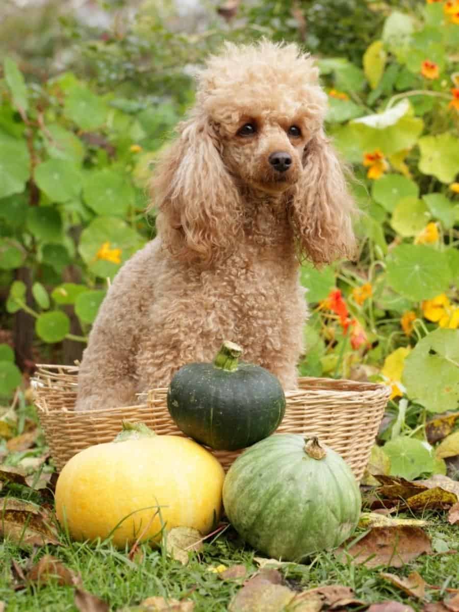 Poodle With Fruit and Veg. Can Poodles eat vegetable? Can Poodles eat fruit?