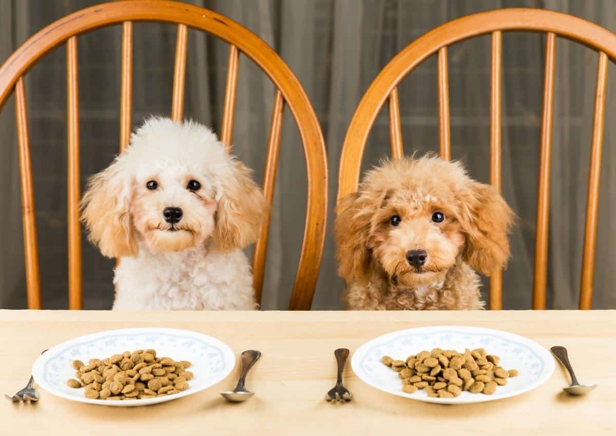 Two Poodles Not Eating Their Kibble.