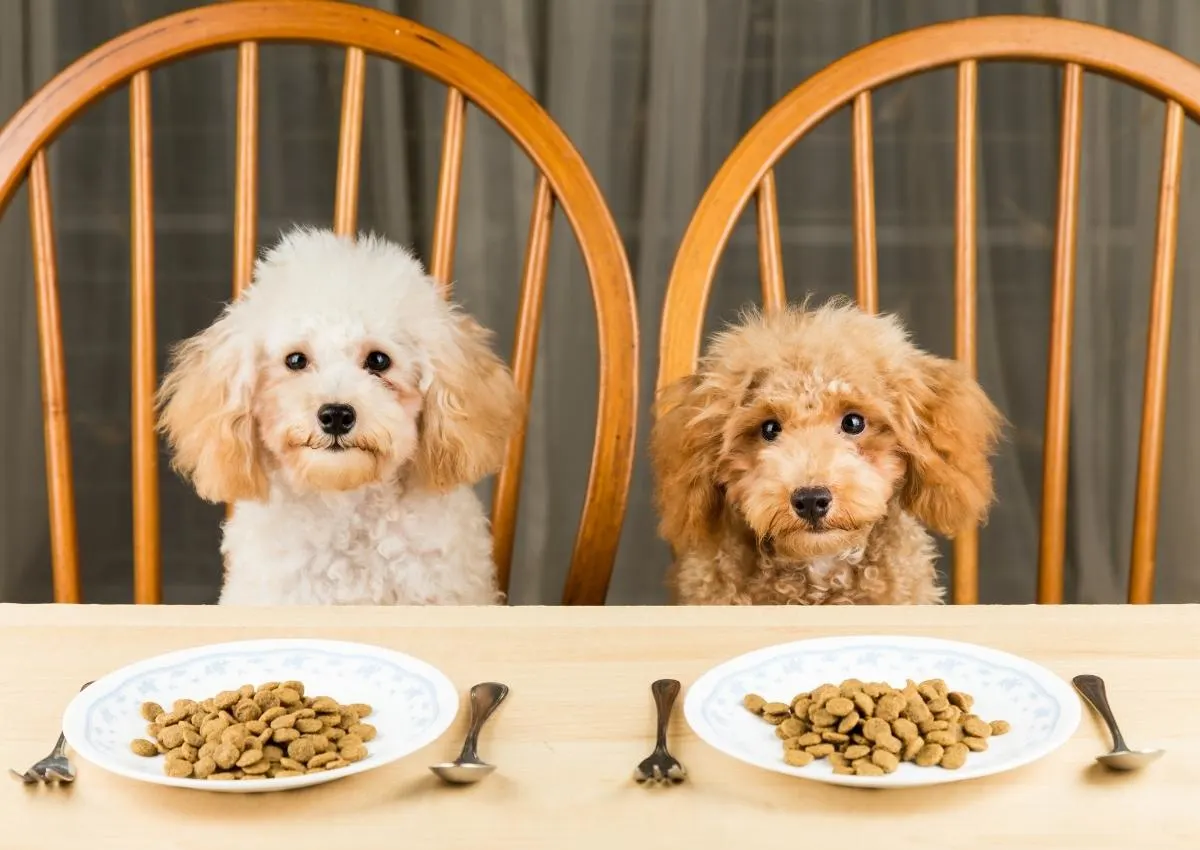 Poodles Not Eating. Two Poodles Not Eating Their Kibble.