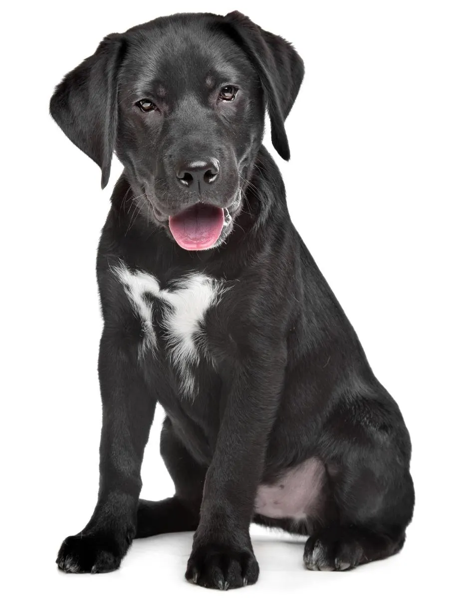 Black Lab Puppy. How Long Can Labrador Puppies Hold Their Bladder?