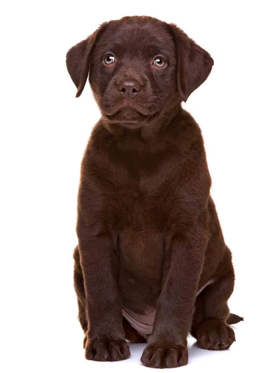 Chocolate Labrador Puppy. 8 Week Old Lab Puppy Training