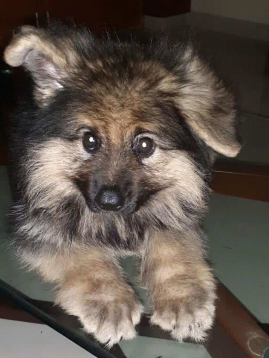 Dwarf GSD (Jake) as a pup