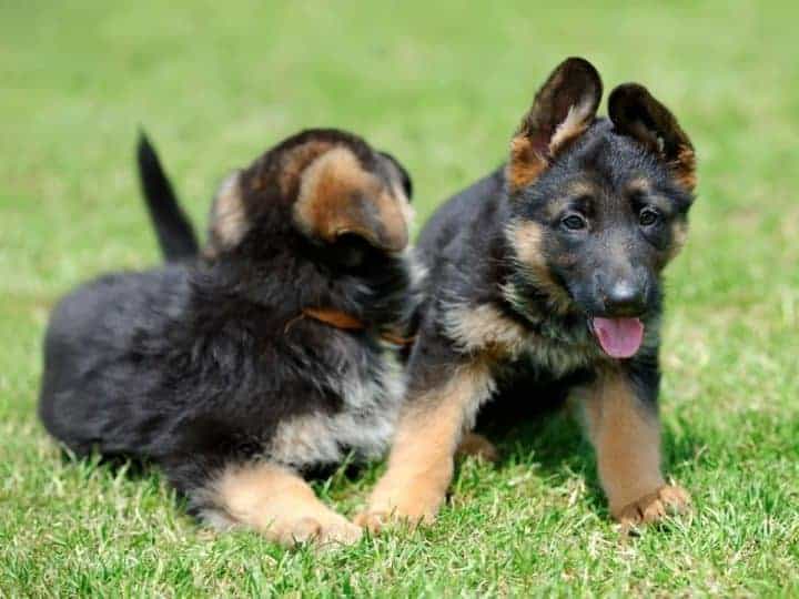 German Shepherd Pups. German Shepherd Names and Meanings.
