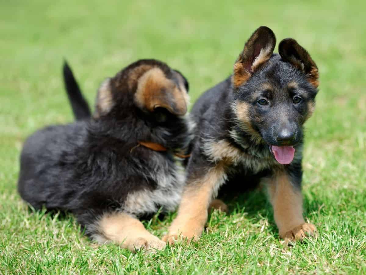 German Shepherd Pups playing