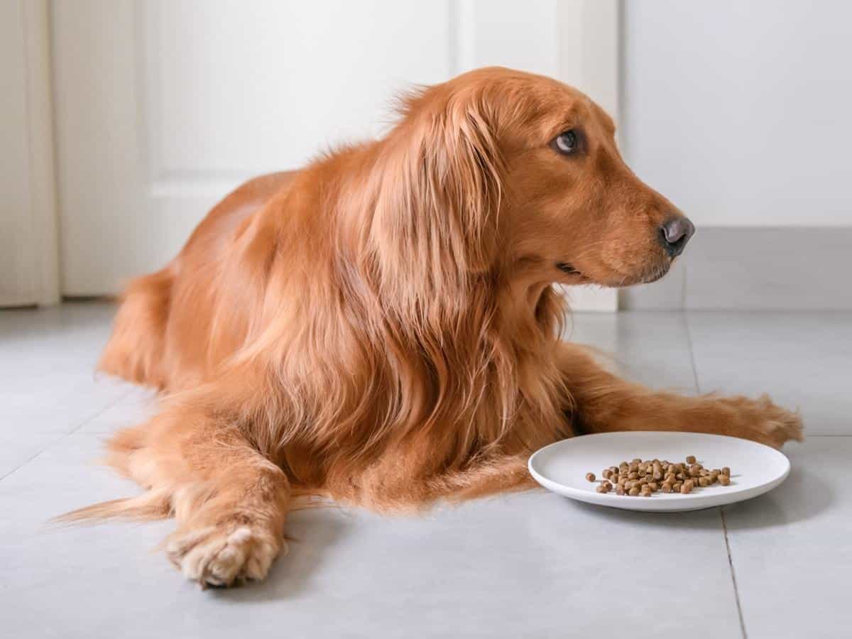 Golden Retriever presented with a plate of Kibble