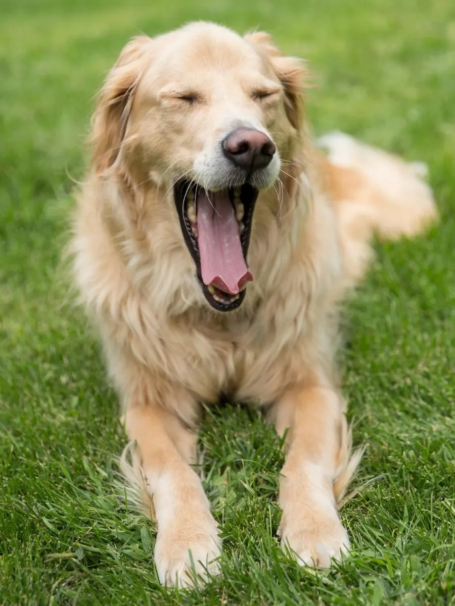 Golden Retriever Yawning. How To Care for a Golden Retriever In Heat.