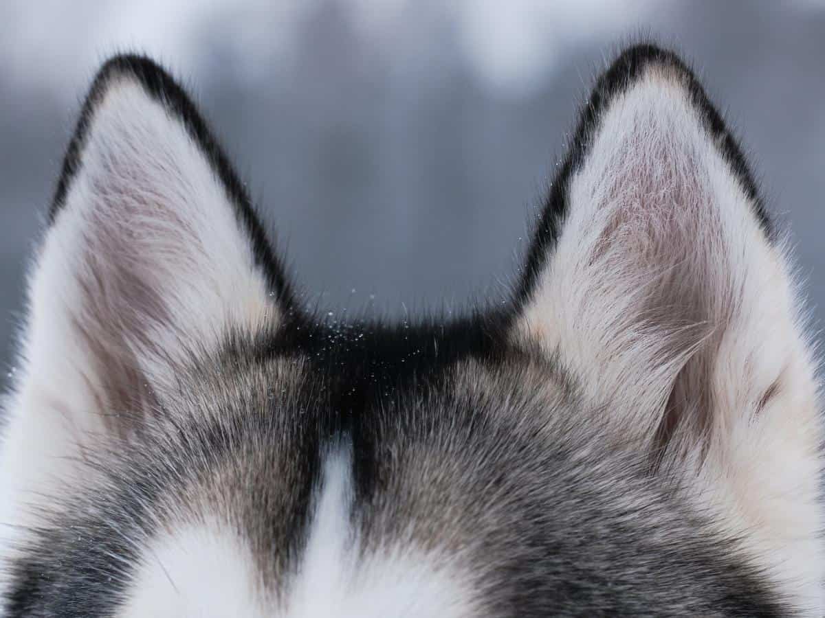 Husky Ears standing upright.