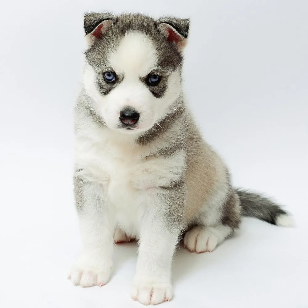 Husky Puppy With Floppy Ears. Why Does My Husky Have Floppy Ears?