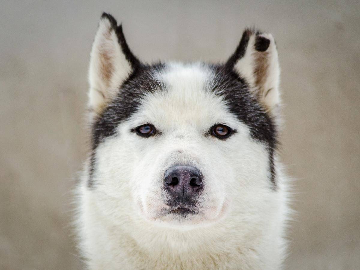 Husky With a Bite Wound To Ear