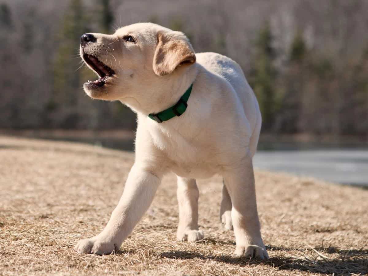 Labrador Barking. Why Do Labs Bark So Much?