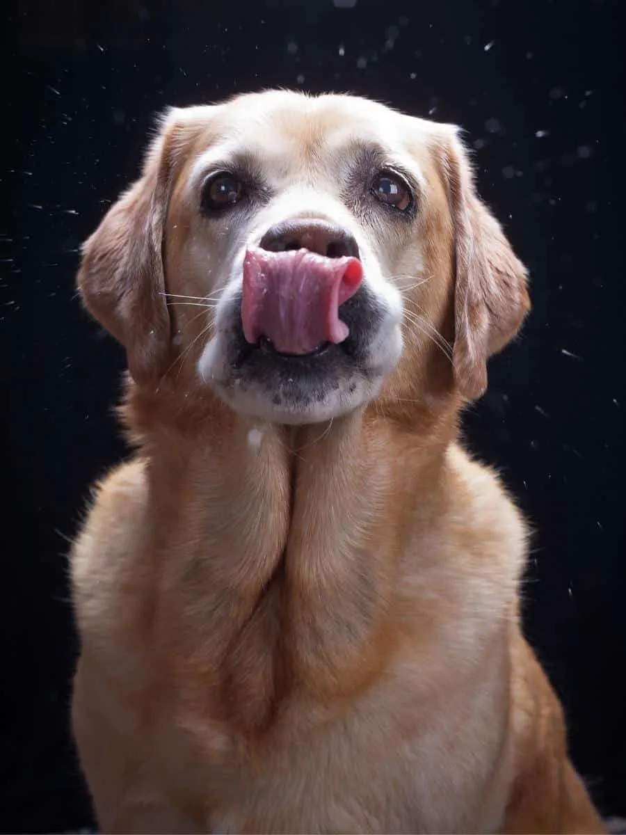 21 Common Labrador Behaviors: And What They Mean – World of Dogz
