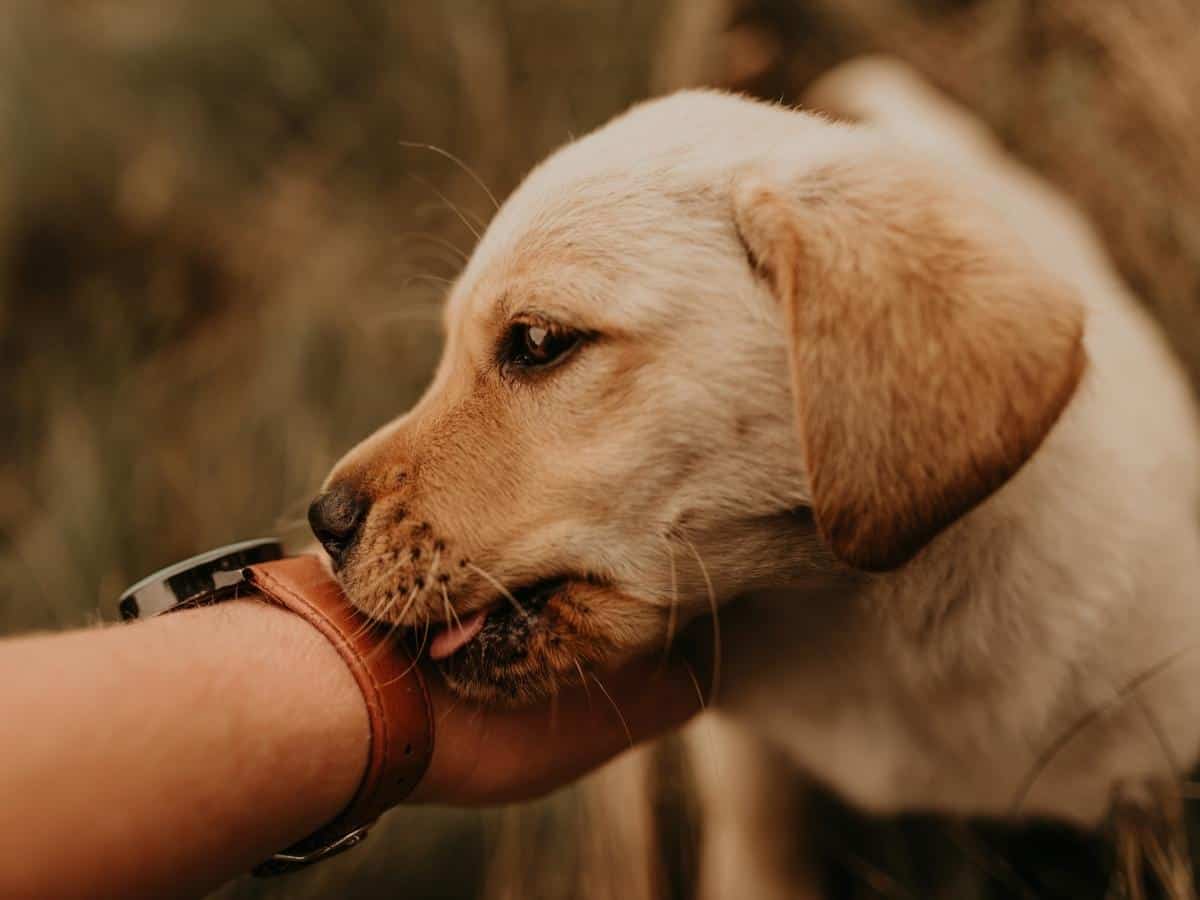Labrador Licking. Why Do Labradors Lick So Much?
