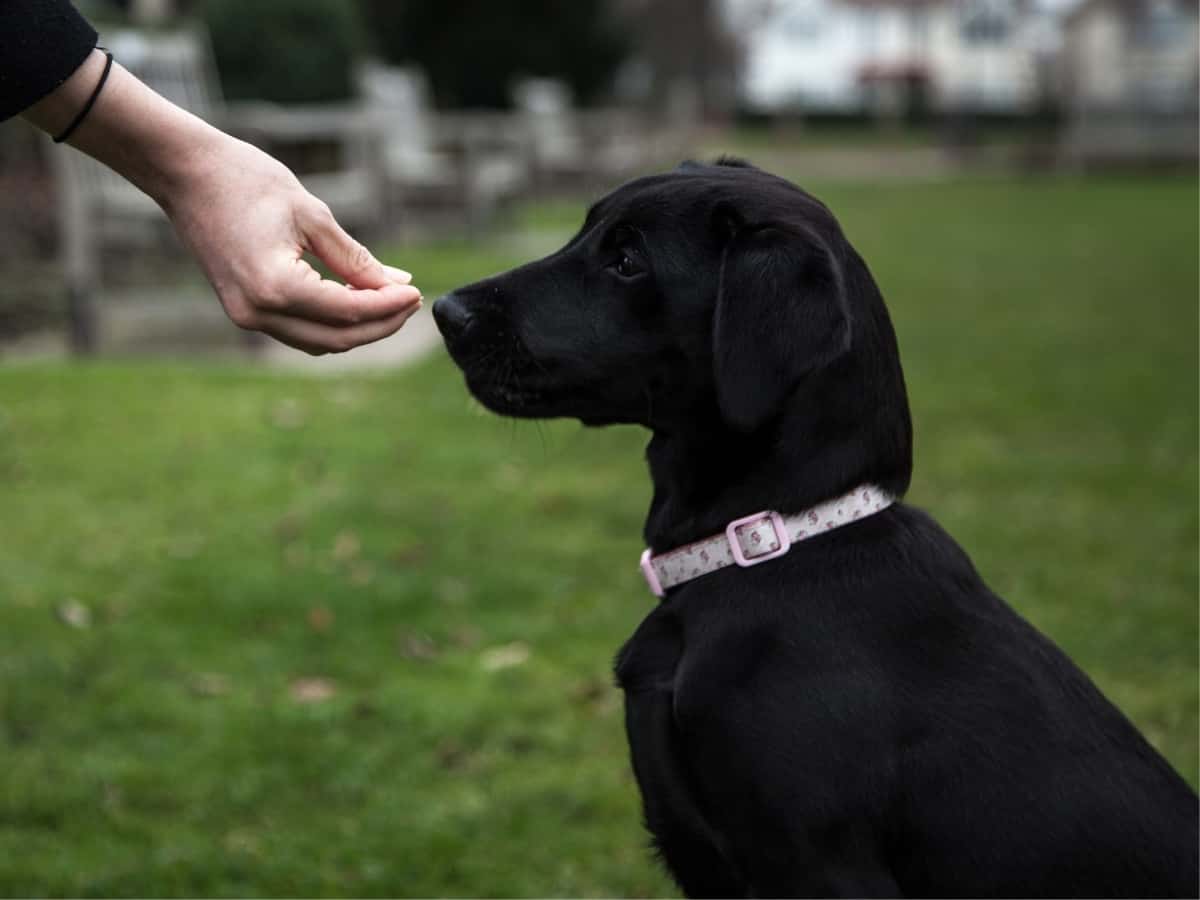 Labrador Puppy Socialization. A Lab puppy being socialized in the park.