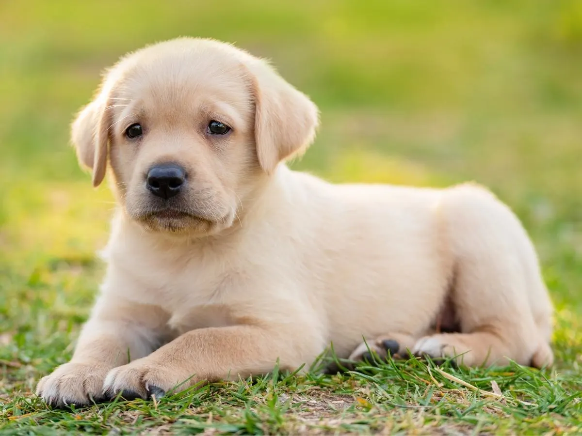 7 Speedy Ways To Train A Labrador Puppy - World of Dogz