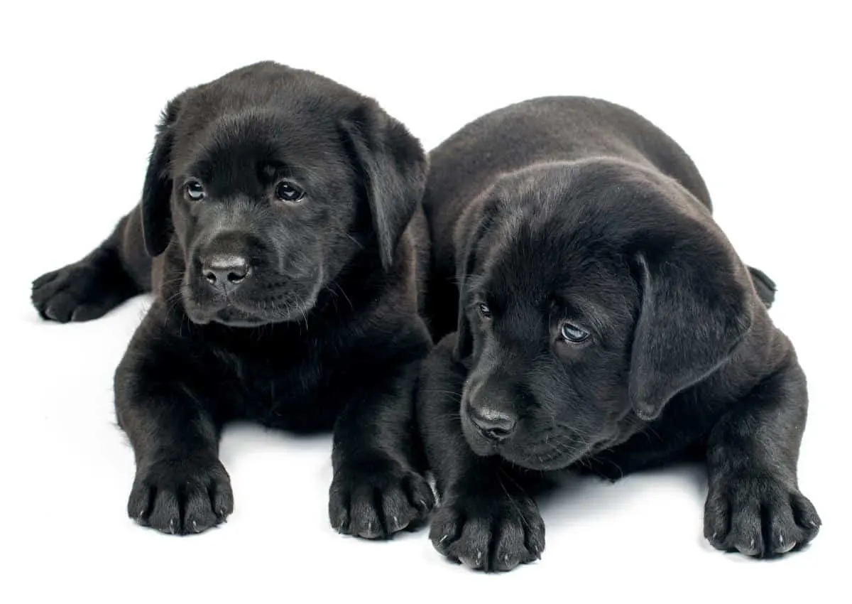 Two Black Lab Puppies. When To Start Potty Training a Lab.