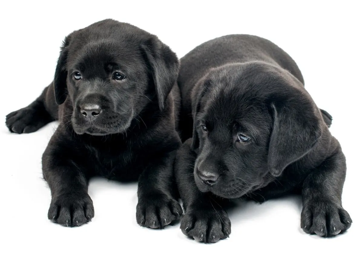 Two Labrador Puppies. How to Crate Train Labrador Puppies. 