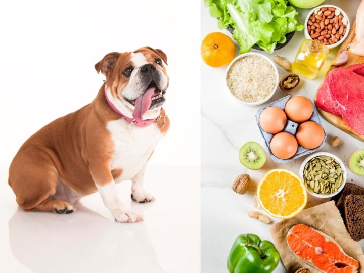 What Human Foods Can Bulldogs Eat?