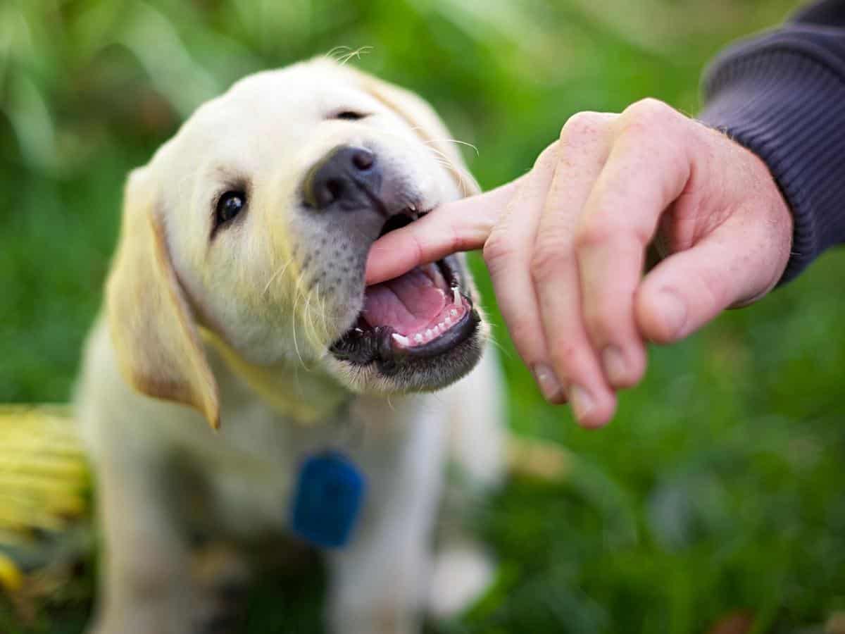 Why Do Labradors Nibble? A Lab Puppy nibbling on a finger. Lab play-biting. Lab bite inhibition.