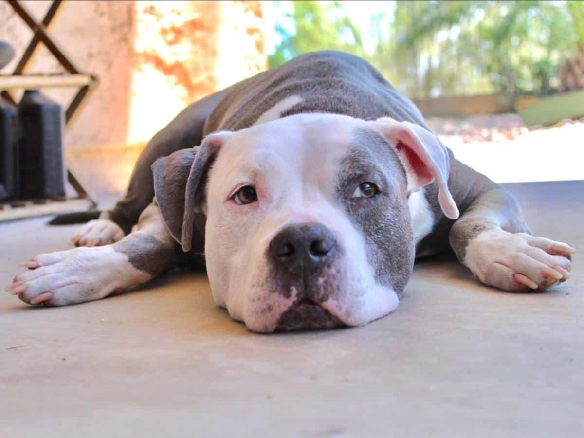 A Pitbull Puppy looking sad. 