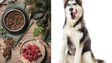 Best Diet For Huskies (Nutrition Every Husky Needs)
