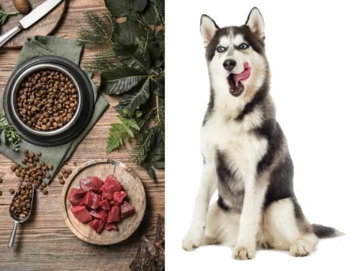 Best Diet For Huskies. A Husky looking at different food licking its lips.