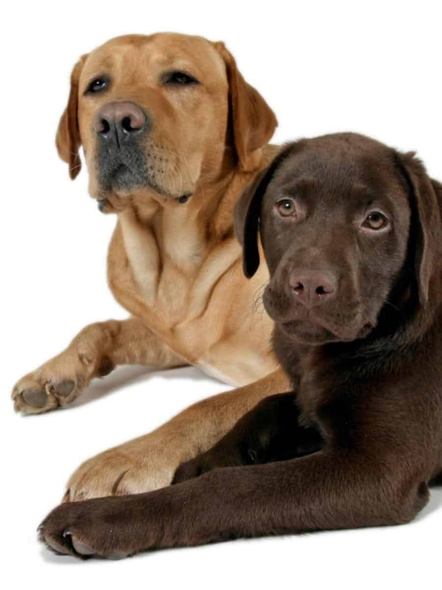 When Do Labradors Go Into Heat?Brown Lab With Yellow Lab