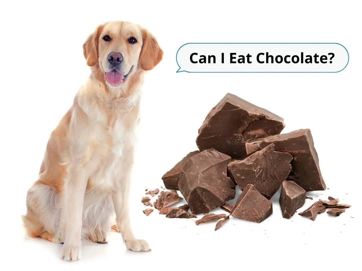 Can Golden Retrievers Eat Chocolate? Foods Golden Retrievers can't eat. A Golden Retriever looking at some chocolate.