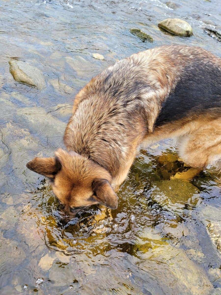 A GSD Cooling Down In The River by dipping its face in the water.