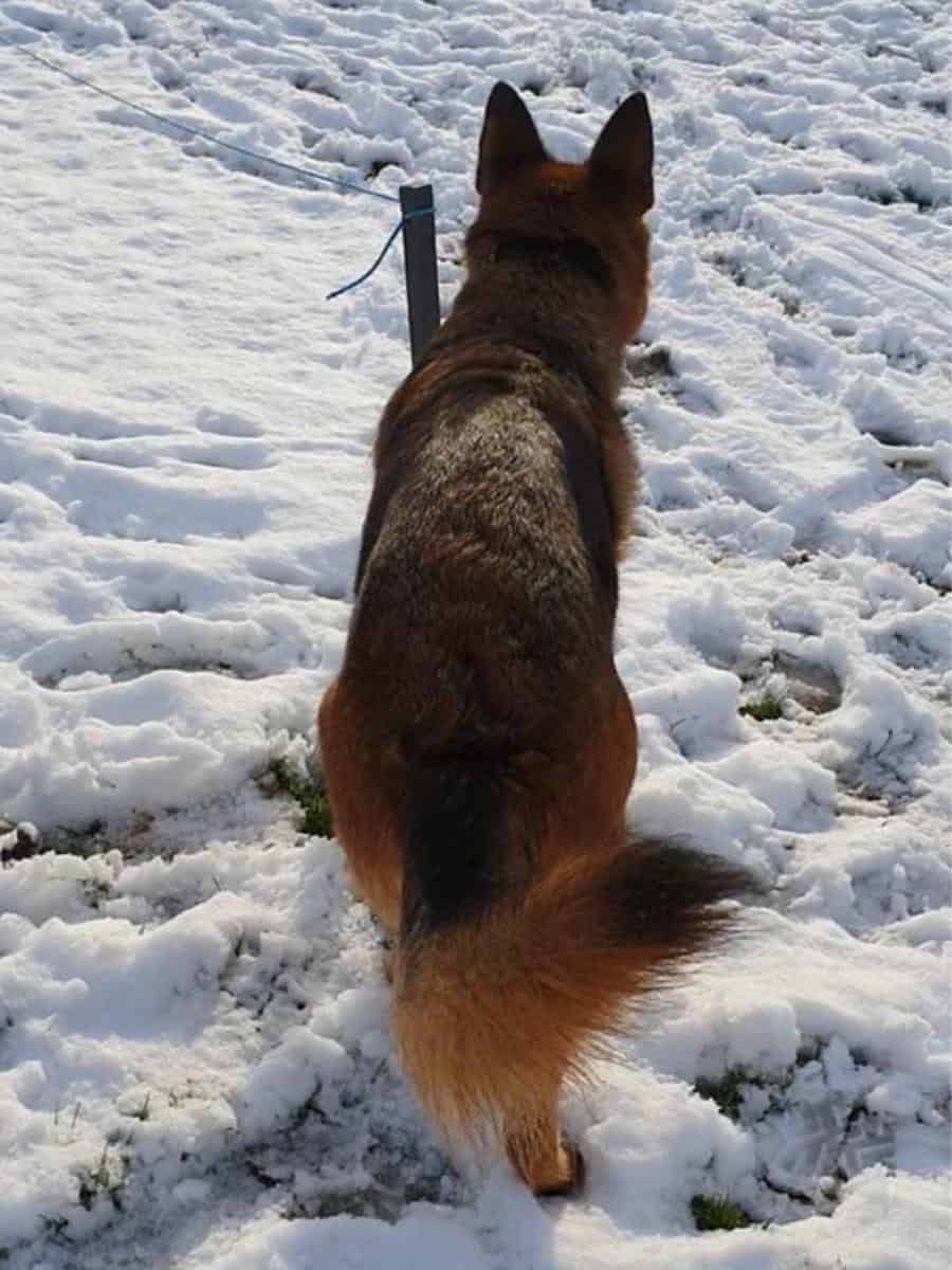 Are German Shepherds Good in Cold Weather? German Shepherd In The Snow