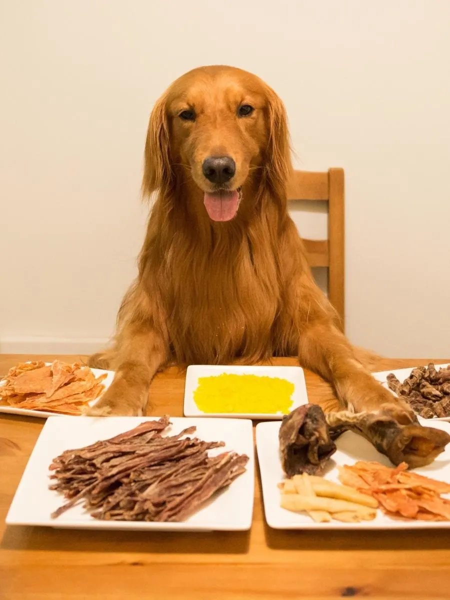 Golden Retriever Diet. A Golden Retriever Sat At a Table With a Selection of Foods