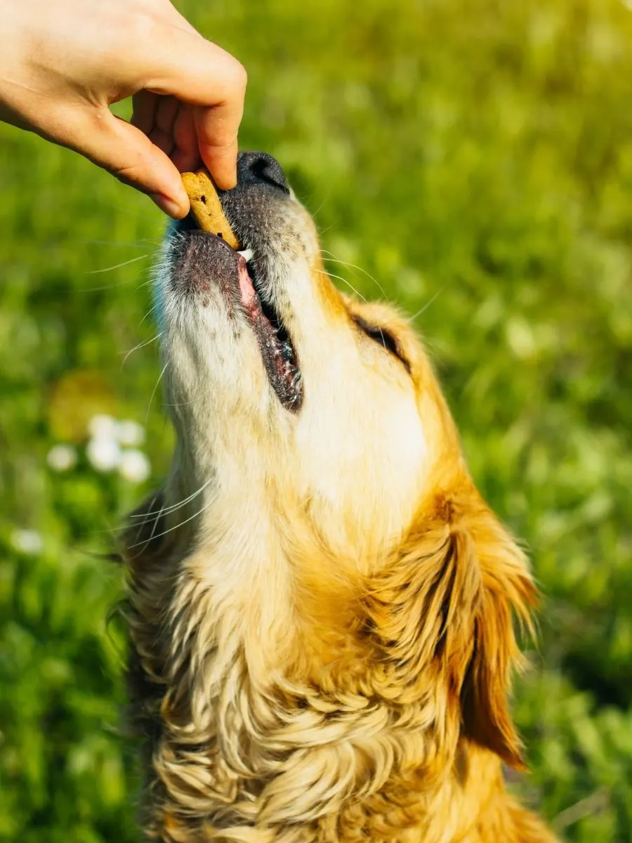 Golden Retriever Eating a Biscuit