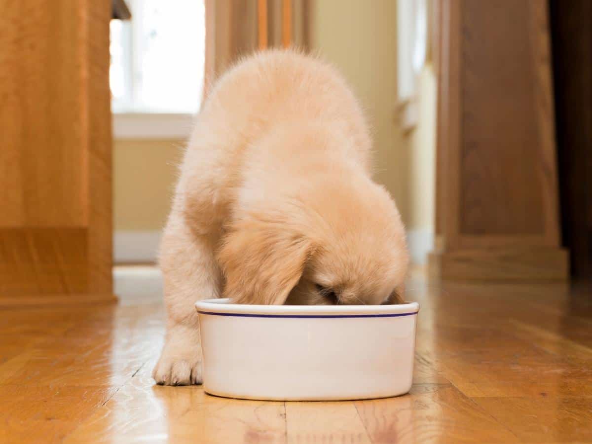 Golden Retriever Puppy Eating From Its Bowl