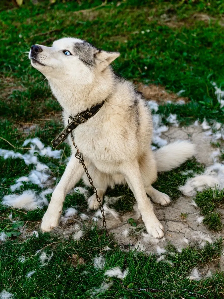 A Husky shedding its fur. Best nutrition for shedding dogs.