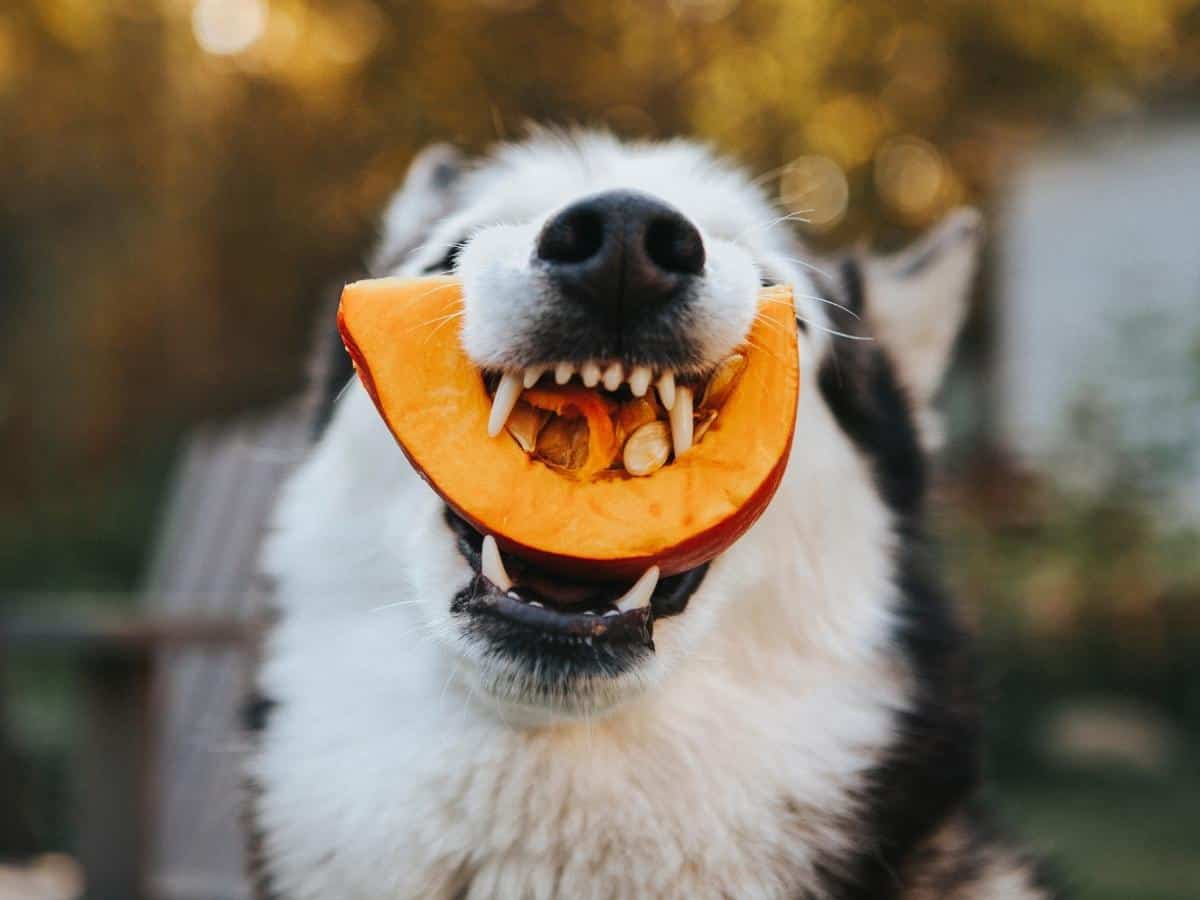 Husky Eating Pumpkin