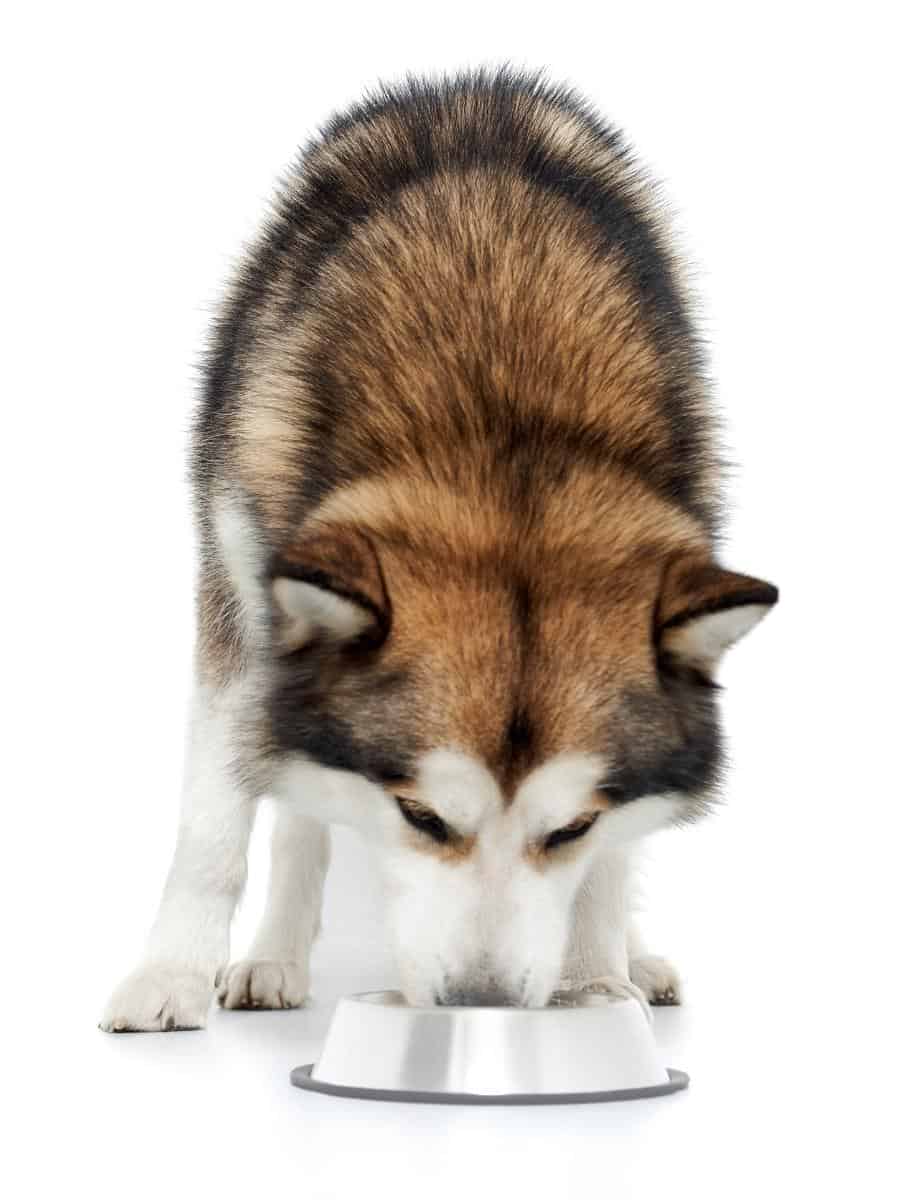 Husky Eating From Its Bowl. What Foods Can Huskies Eat?