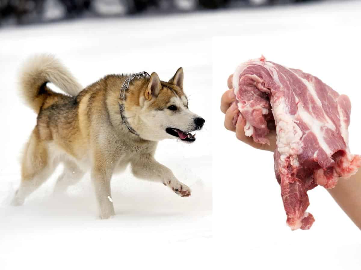Husky Raw Diet. A Husky and some raw meat.