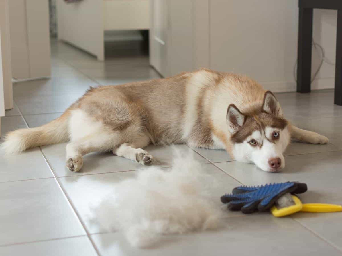 Husky Shedding Season. A Husky next to a pile of fur after brushing.