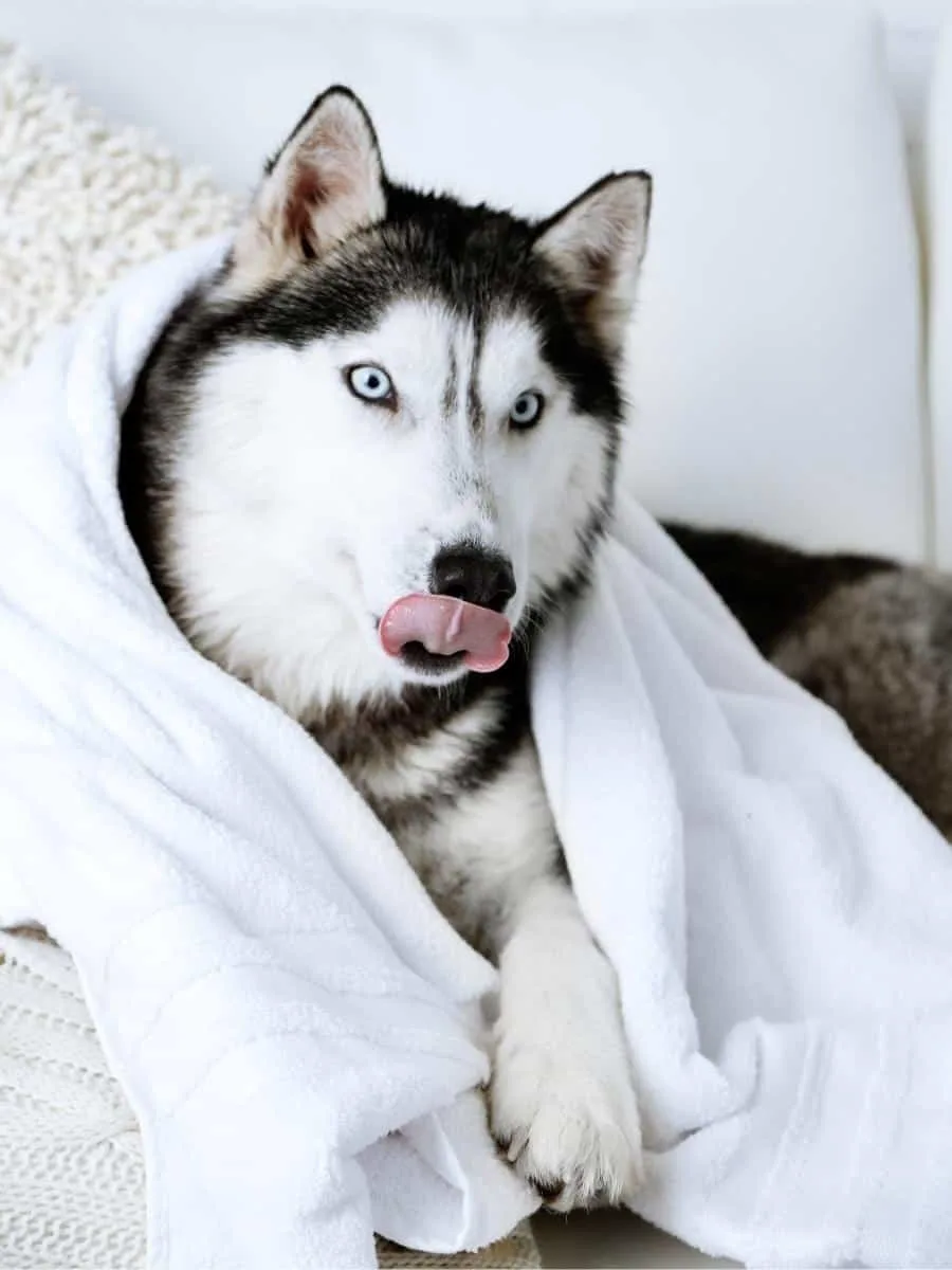 Husky Wrapped In a Towel. 