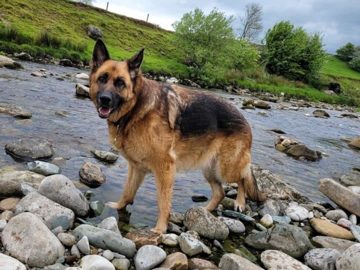 Ideal Temperature For a GSD. A GSD paddling in the river.