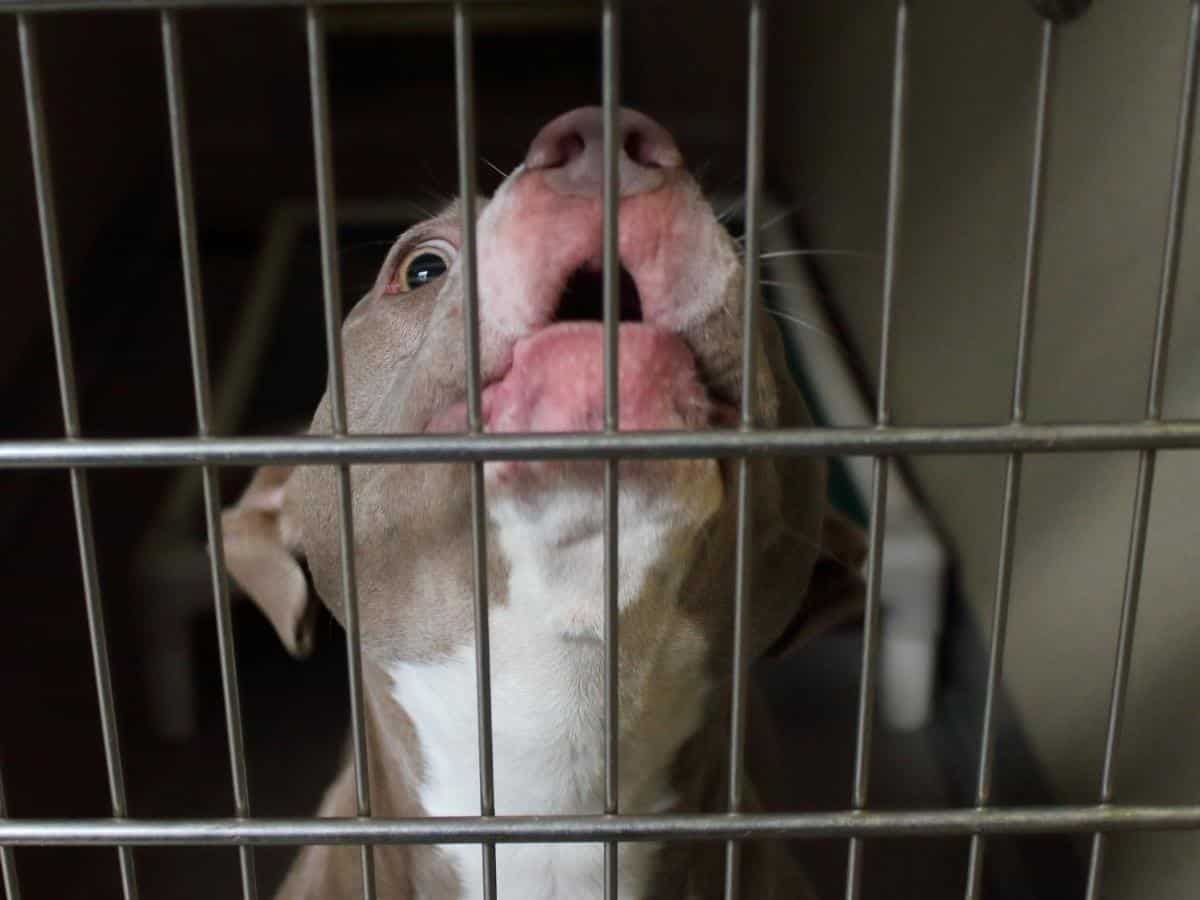 Pitbull Behavior Problems. A Pitbull barking in a crate.