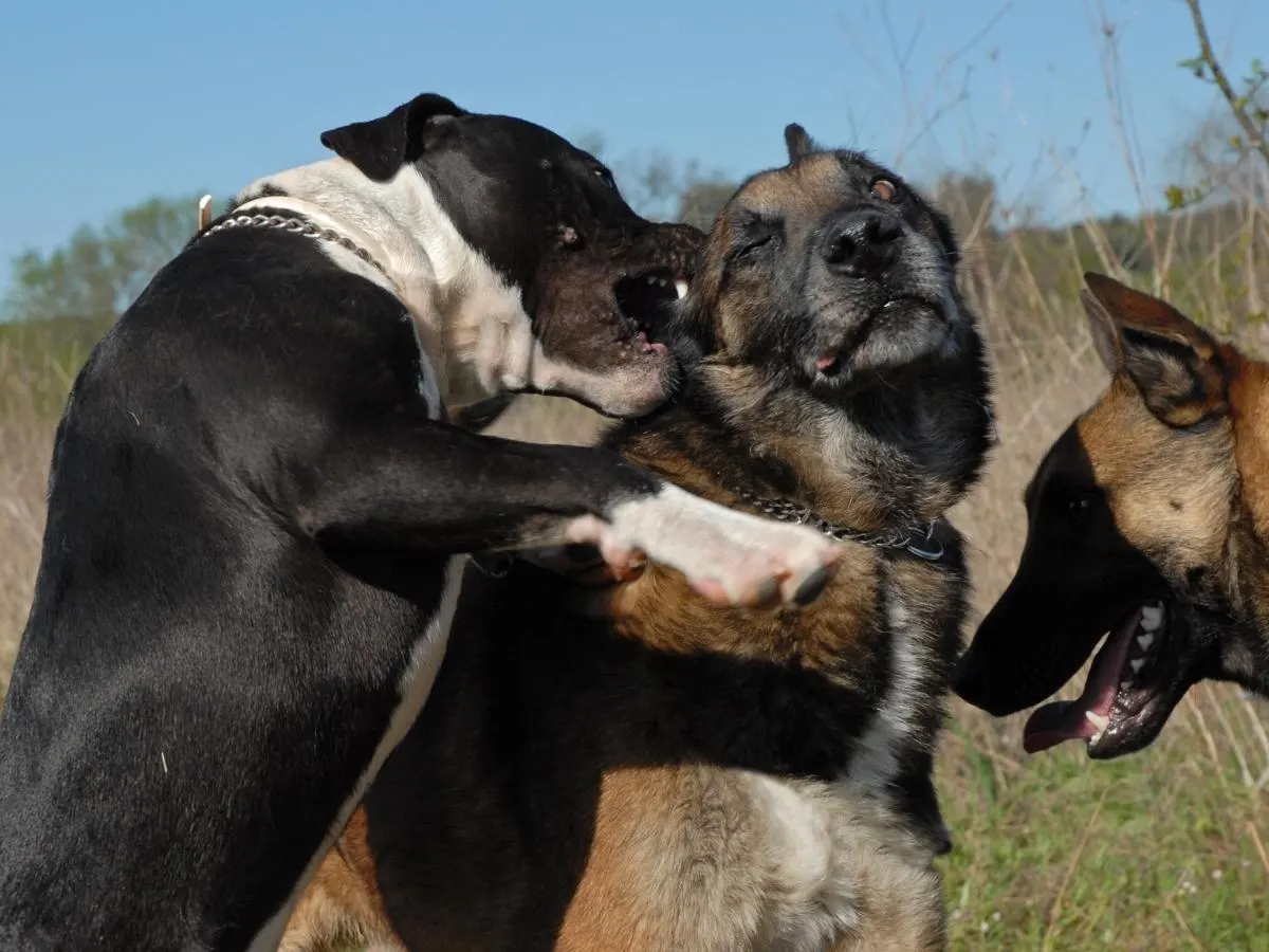 Pitbull Aggression. A Pitbull biting a German Shepherd.