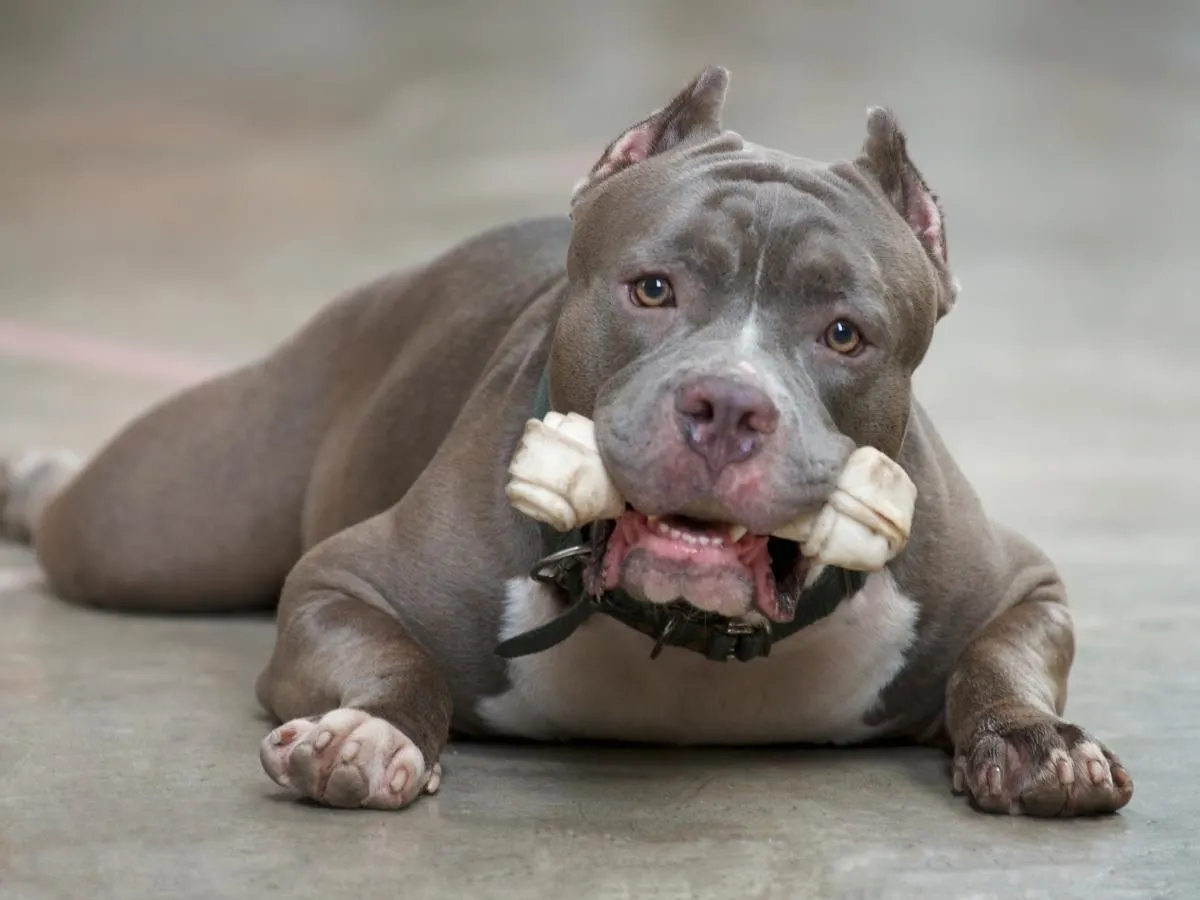 Pitbull Chewing Bone