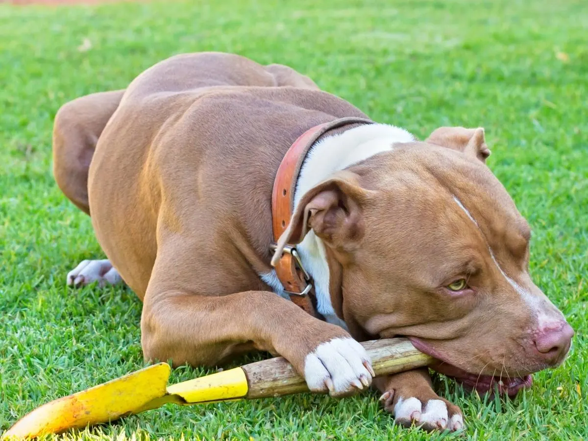 Pitbull Chewing a Spade. Cons of Pitbulls - destructive chewing.