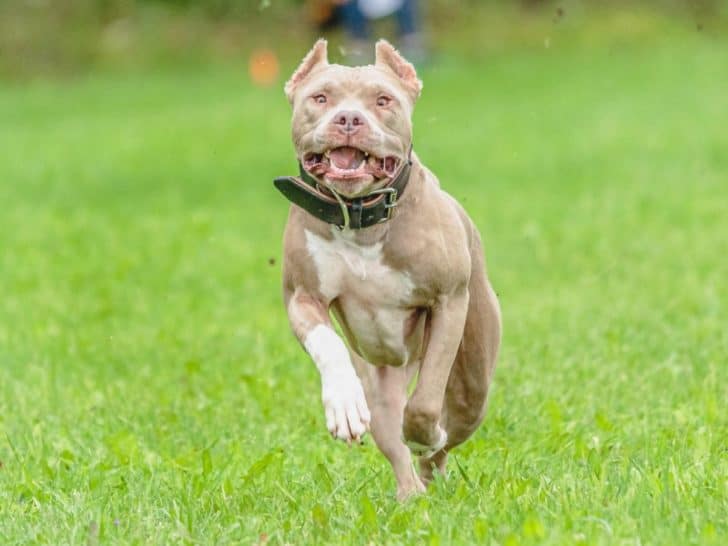 Pitbull Pros and Cons. A healthy Pitbull running in a field.