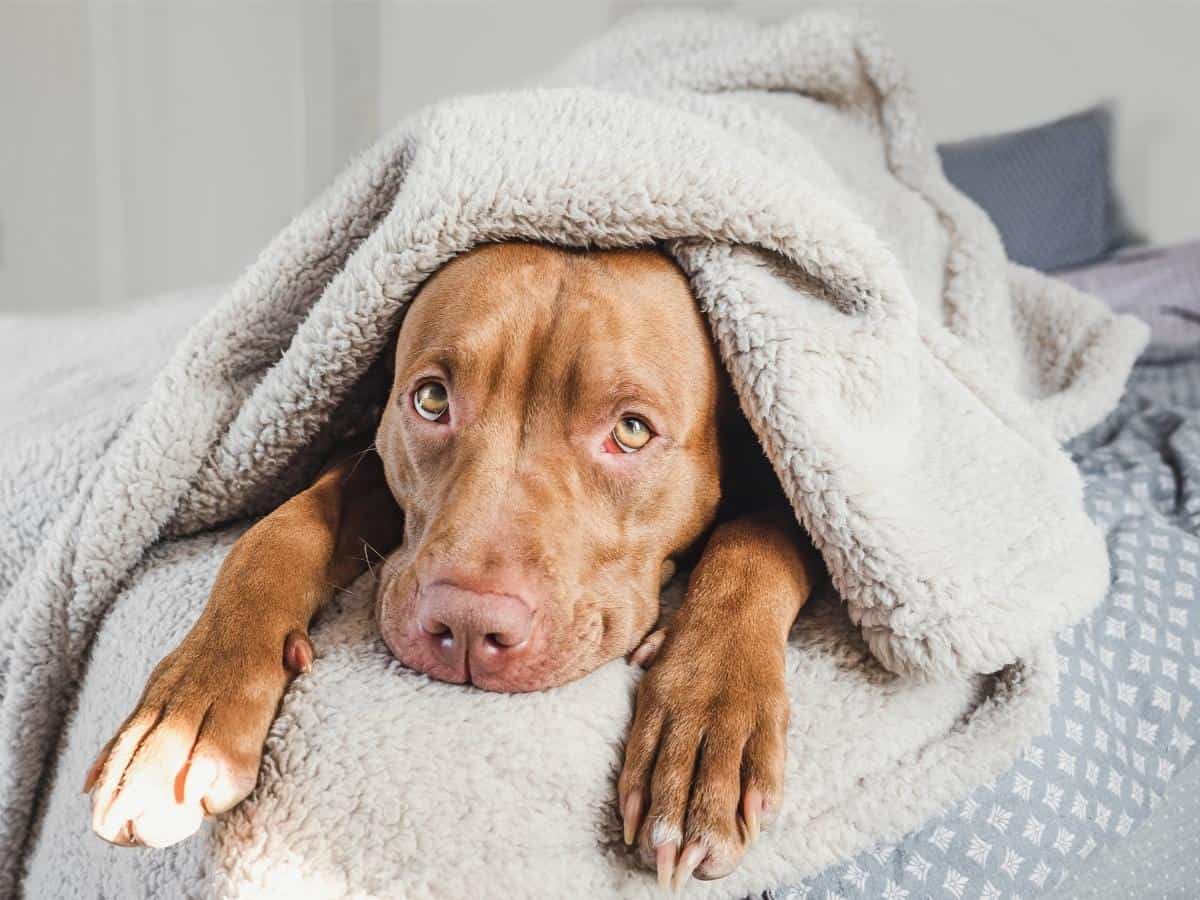Scared Pitbull Hiding Under a Blanket. Pitbull Separation Anxiety.