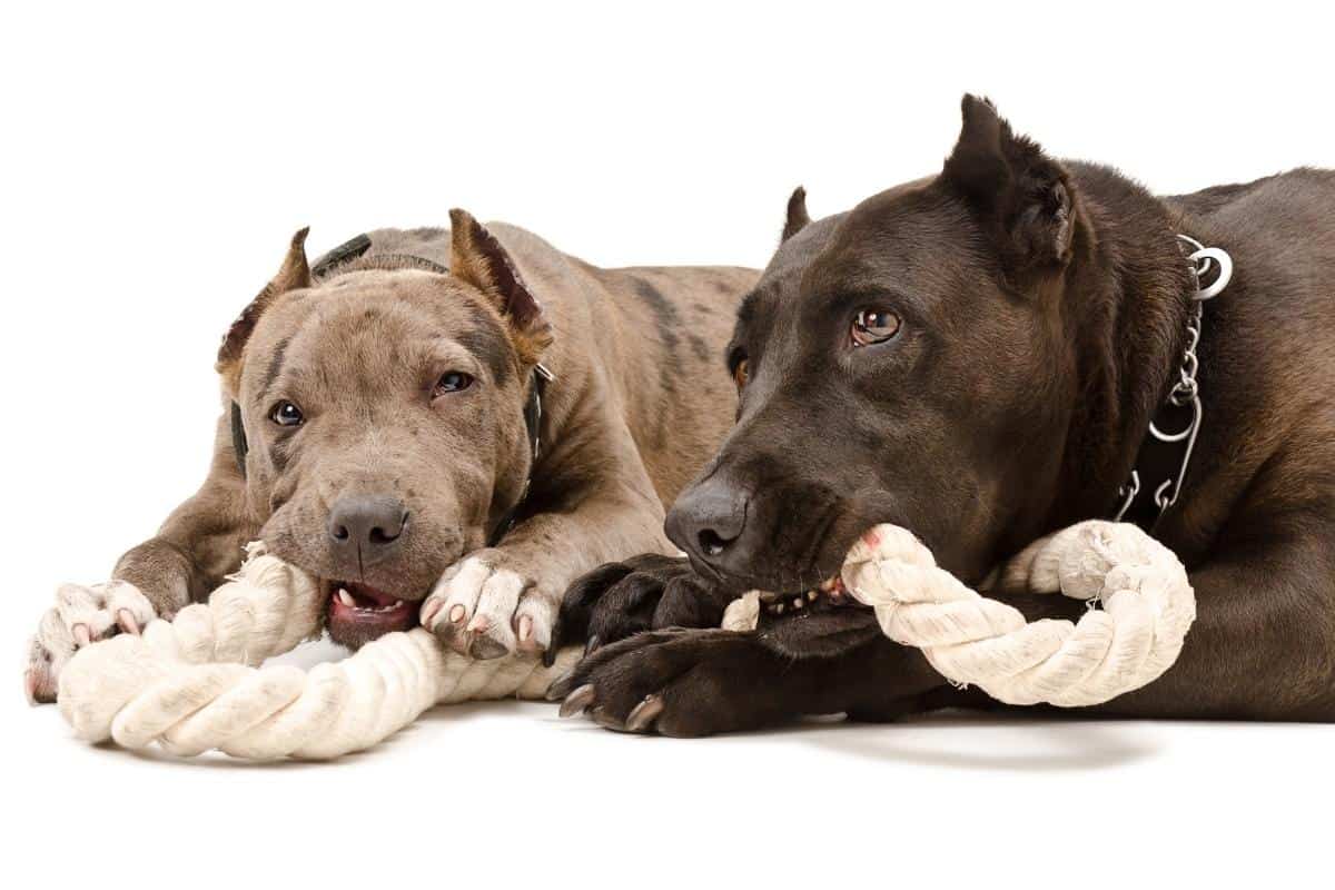 Two Pitbulls chewing a rope. Cons of Pitbulls - Pitbulls need lots of exercise.