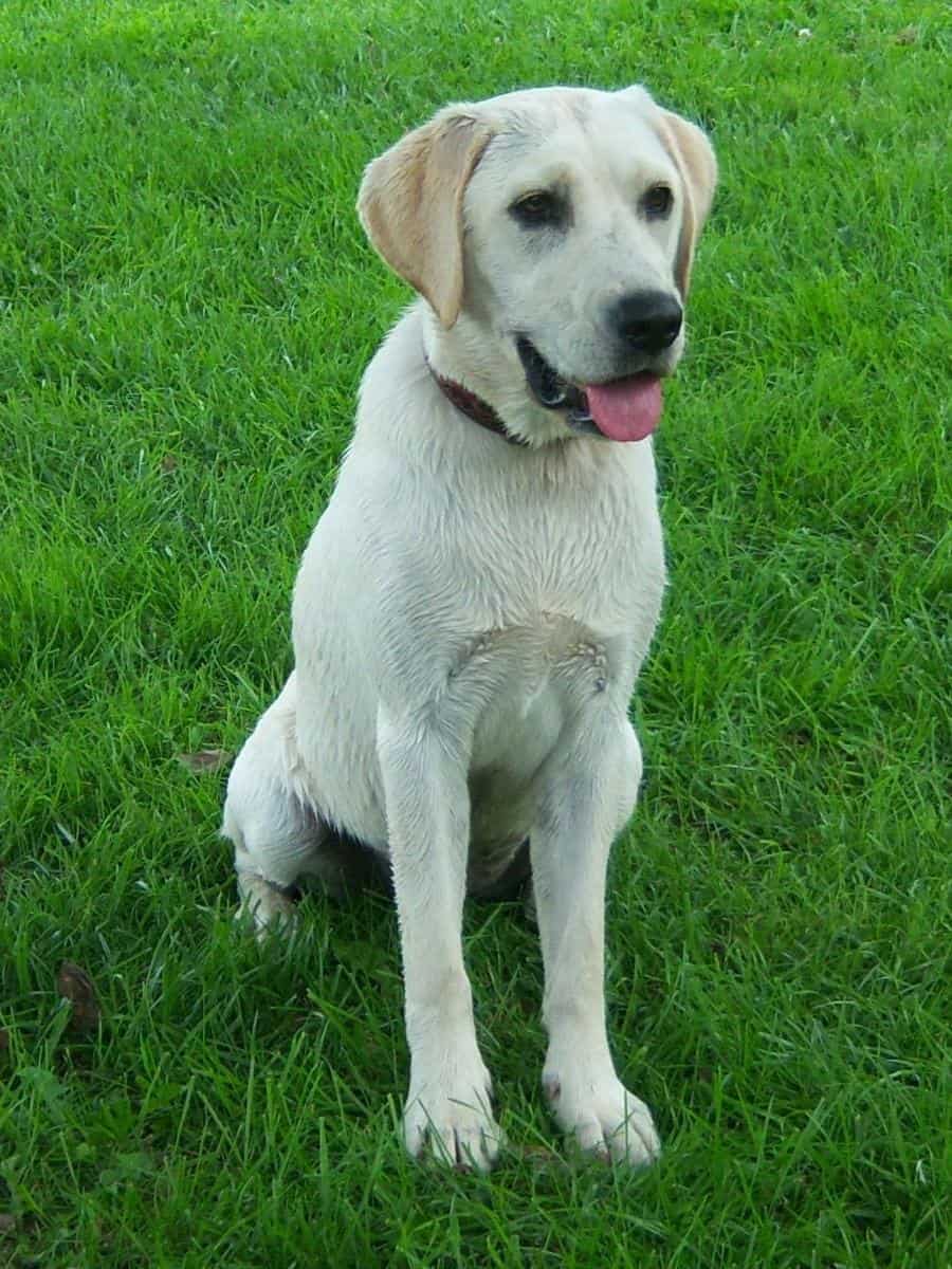How Often Do Labradors Go Into Heat?Young Yellow Lab 