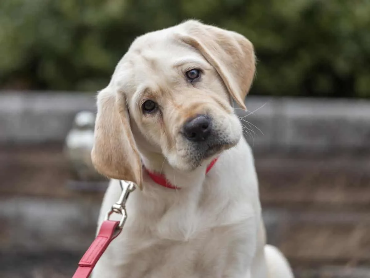 Young Yellow Lab